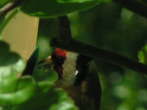 Goldfinch(1)