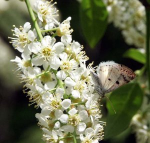 Bluish Spring Moth