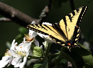 Tiger Swallowtail - Apple Blossoms