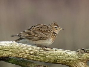 Eurasian Skylark