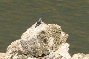 Blue Rock Thrush