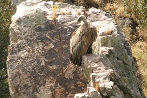 Griffon Vulture