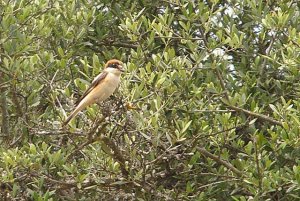 Woodchat Shrike