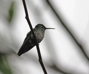 Scaly-breasted Hummingbird