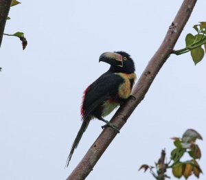 Collared Araari