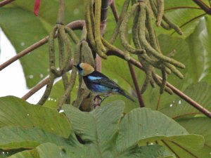 Golden-hooded Tanager