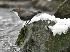 Dipper