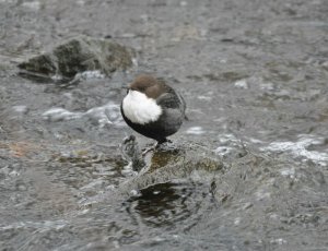 Resting Dipper