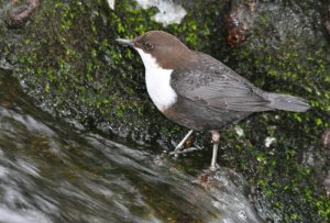 Dipper close up...