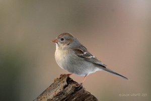 Field Sparrow