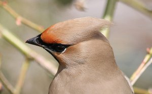 Waxwing