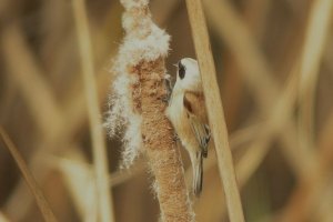 Penduline Tit