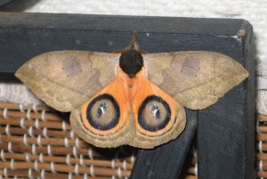 Moth 2b Colombia