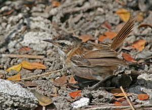 Moustached Warbler