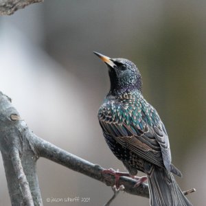 European Starling