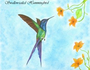 Swallow-tailed Hummingbird...