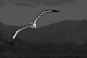Albatross with Mountain Background
