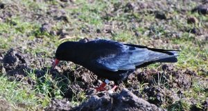 Chough