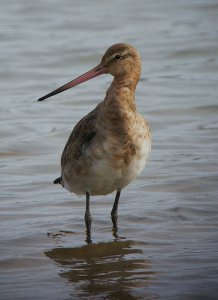 Black-tailed Godwit