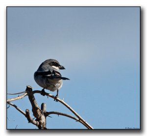 Great Grey Shrike