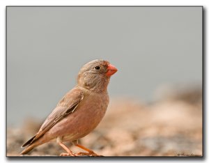 Trumpeter Finch