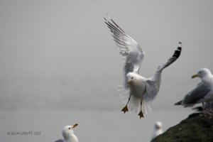 Ring-billed Gull