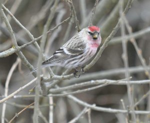 Mealy Redpoll, Male