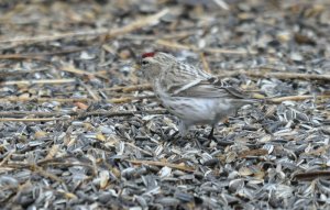 Arctic Redpoll