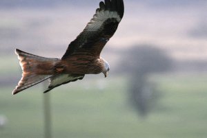 Red Kite