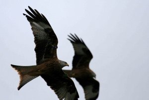 Synchronised flying!