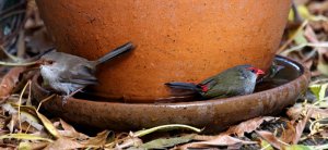 Superb Fairy-wren