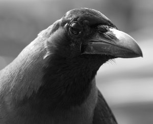 House Crow Portrait