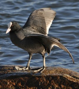 Coot Stretching...