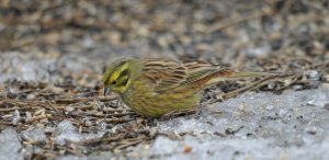 Yellowhammer