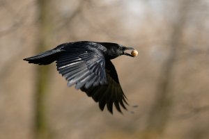 Carrion Crow and the walnut