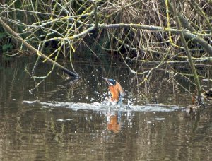 Kingfisher - missed