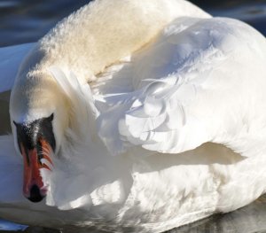 Preening Mute Swan