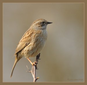 Dunnock