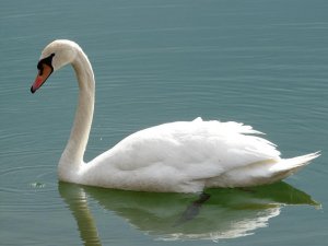 Mute swan