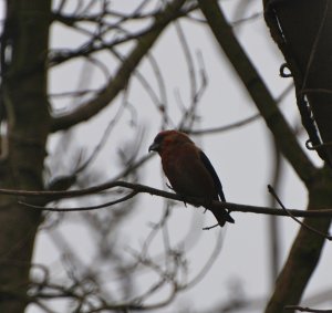 Crossbill from Neston, UK