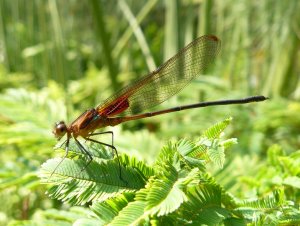 Red dragonfly