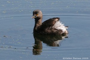 Least Grebe