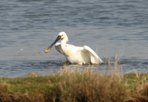 Spoonbill