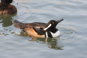 Hooded Merganser