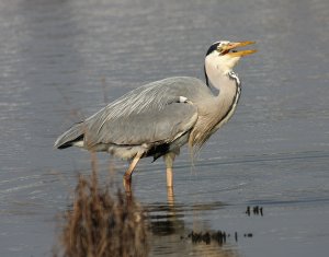 Grey Heron