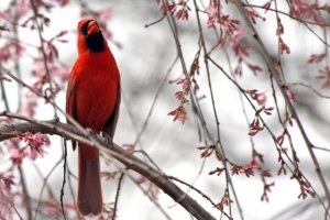 Cardinal - Ohio's State Bird