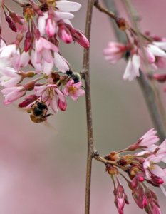 Busy Bees In The Weeping Cherry Tree