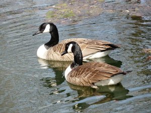 Canada Geese