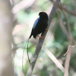 Long-Tailed Manakin