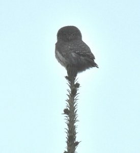 Pygmy Owl